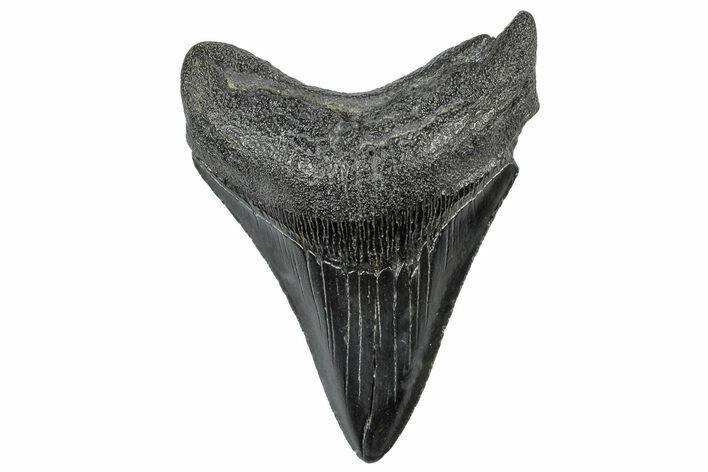 Serrated, Fossil Megalodon Tooth - South Carolina #306257